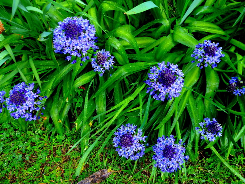 blue, 1080P, lilies, s, spring, inca, flowers, nature and landscapes