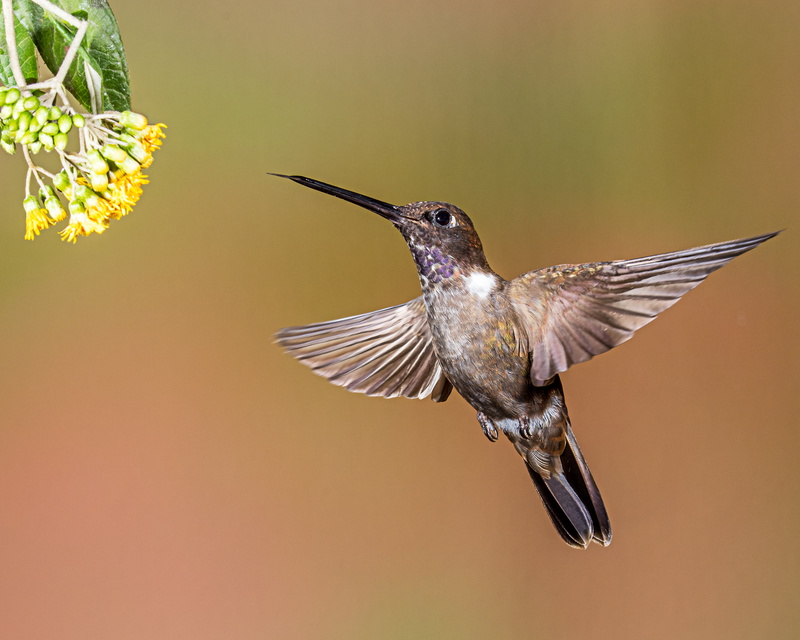 wildlife, iridescent, hummingbird, brown, animal Wing, feather, hovering, nature, Brown Inca, flying, gray, Ecuador, spread Wings, animal, Andy, 2K, bird Watching