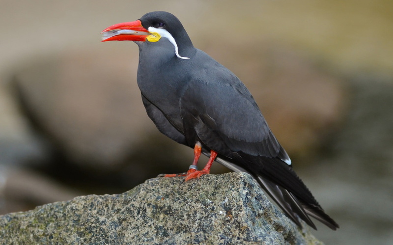 inca, solid, perching, close-up, mustache, tern, no people, rock - object, vertebrate, animals In The Wild, animal wildlife, wildlife, one Animal, black Color