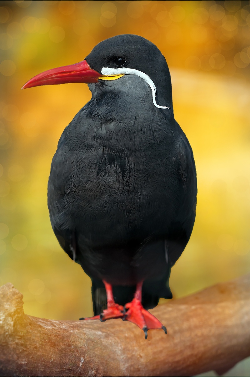 black, focus on foreground, black color, 4K, no people, bird, animal themes, perching, animals in the wild, beak, animal, full length, close-up, outdoors
