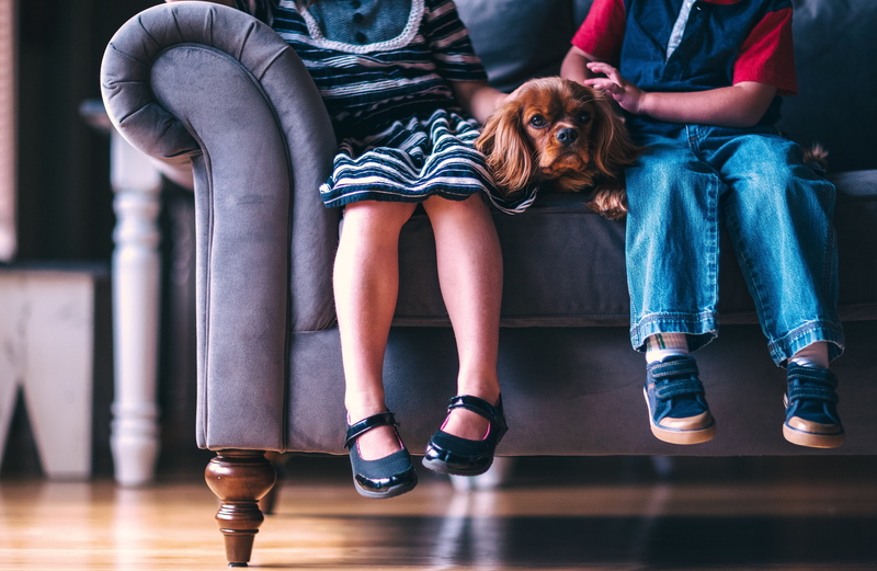 real people, one animal, couch, canine, friends, mammal, love, pet, gray, family, casual clothing, vertebrate, domestic, siblings, human leg, 5K, friendship
