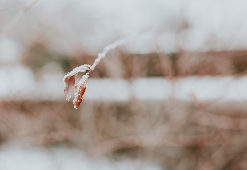 no people, backgrounds, leaves, tree, nature, cold - Temperature, outdoors, winter, close, pine, plant, trees, closeup, ups, branch, cold, weather, tranquility