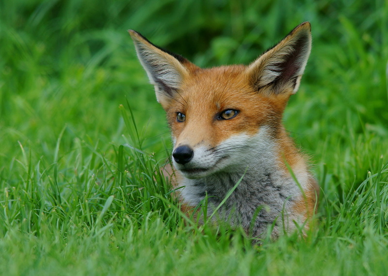 fox, red Fox, Cub, wildlife, green grass, brown, mammal, grass, nature, 720P, Trimming, British  Wildlife  Centre, Newchapel  Surrey, white, green, animal