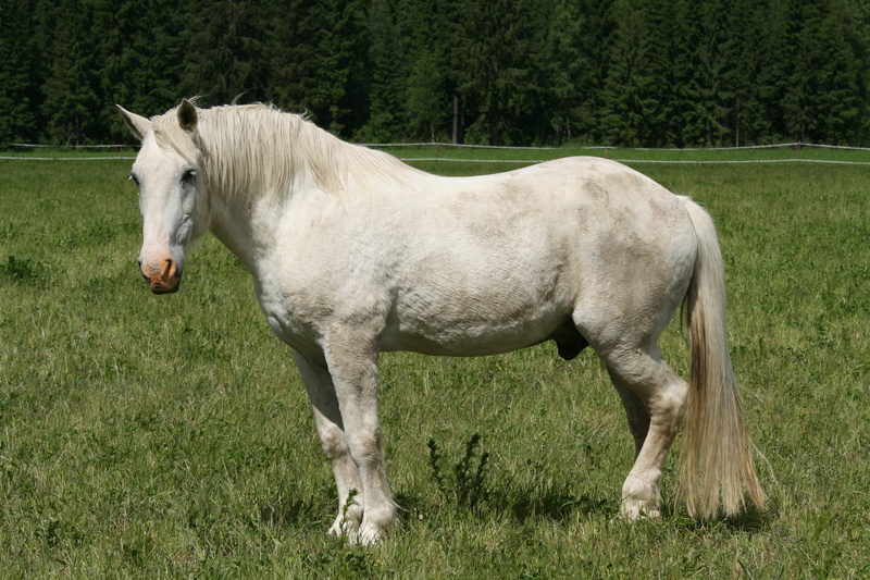 mane, mammal, vertebrate, mare, domestic animals, pasture, horse, one animal, farm, stallion, middle, green color, animal, white, animal themes, white horse
