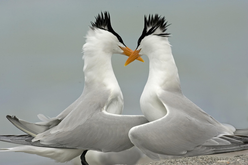 courting, animals, 1080P, royal, pair, tern, florida