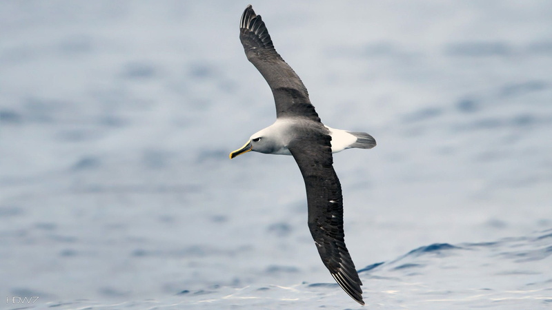 spread wings, vertebrate, no people, day, animal wildlife, seagull, Seabird, flying, marine, animal themes, nature, mid-air, outdoors, water, sea, animals in the wild