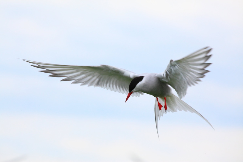 arctic, 5K, bird, arctic tern, tern