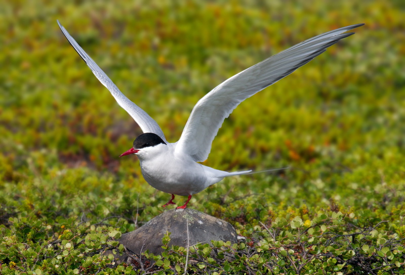 arctic, bird, arctic tern, tern, 4K