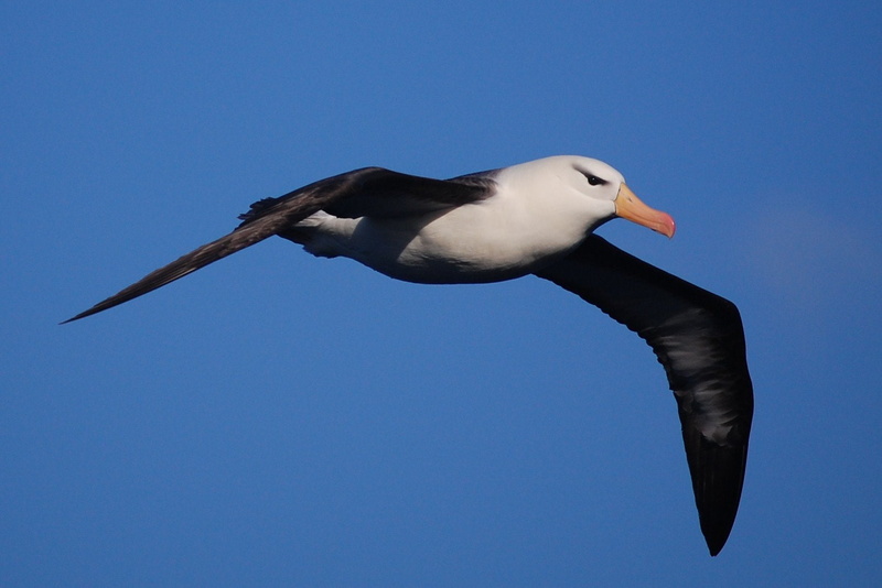 low angle view, clear sky, animal wildlife, birds, animal wing, copy space, animals in the wild, animal, animal body part, one animal, bird, nature, beak