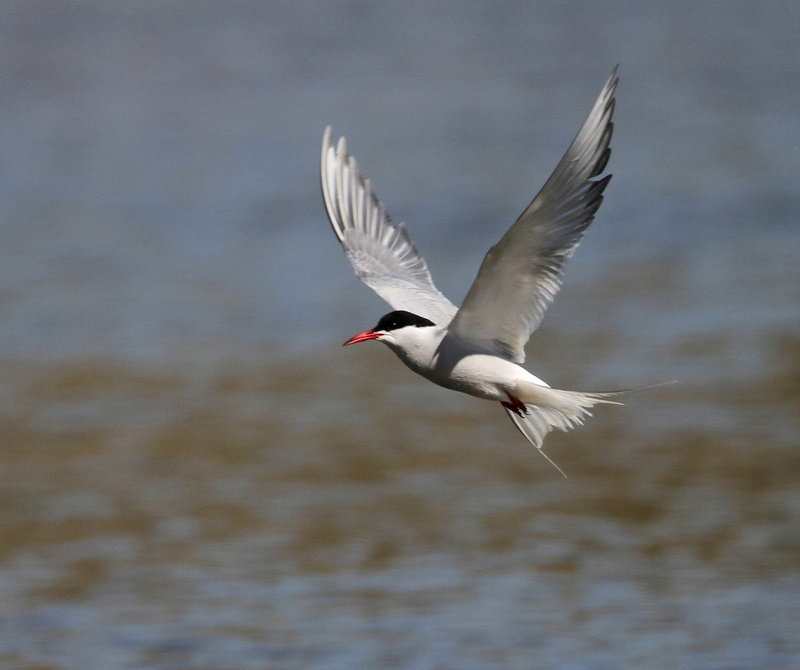 bird, arctic, 720P, tern, arctic tern