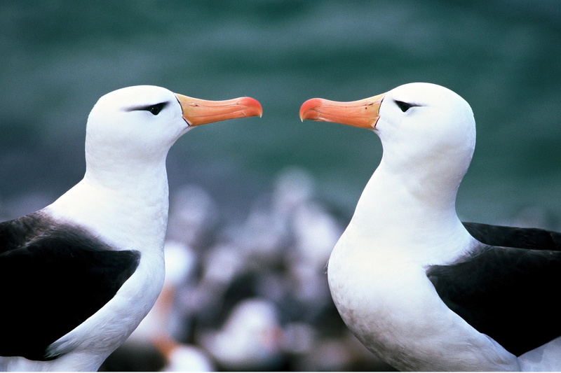 outdoors, focus on foreground, bird, animals in the wild, birds, day, mouth open, 5K, animal, zoology, animal neck, animal wildlife, two animals, Albatross
