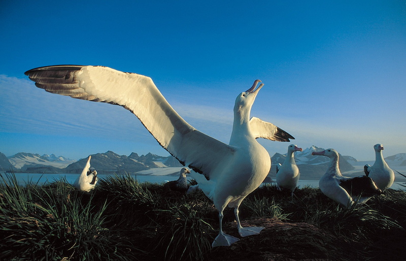 animals in the wild, animal wildlife, flying, blue, Seabird, 1080P, flock of birds, birds, large group of animals, nature, outdoors, seagull, Albatross