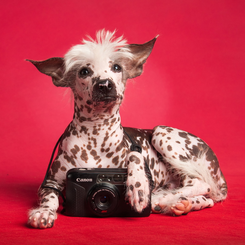 2K, domestic animals, domestic, photography themes, red, no people, camera - photographic equipment, canine, peruvian, small, white, indoors, red background