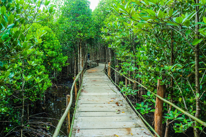 green color, mysterious, amazing, pool, botanic, growth, wood, backgrounds, tropical, meliaceae, travel, leafy, outdoors, landscape, splashing, transfer print