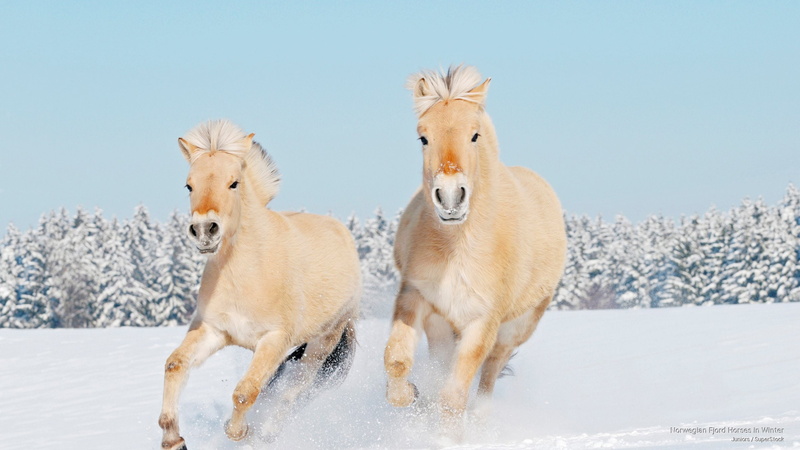 norwegian, winter, 2K, fjord, Animals, horses