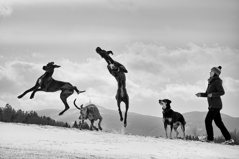 1080P, grayscale, vertebrate, motion, group of people, snow, domestic, ground, great dane, domestic animals, pets, field, dogs, people, photography, dog jump