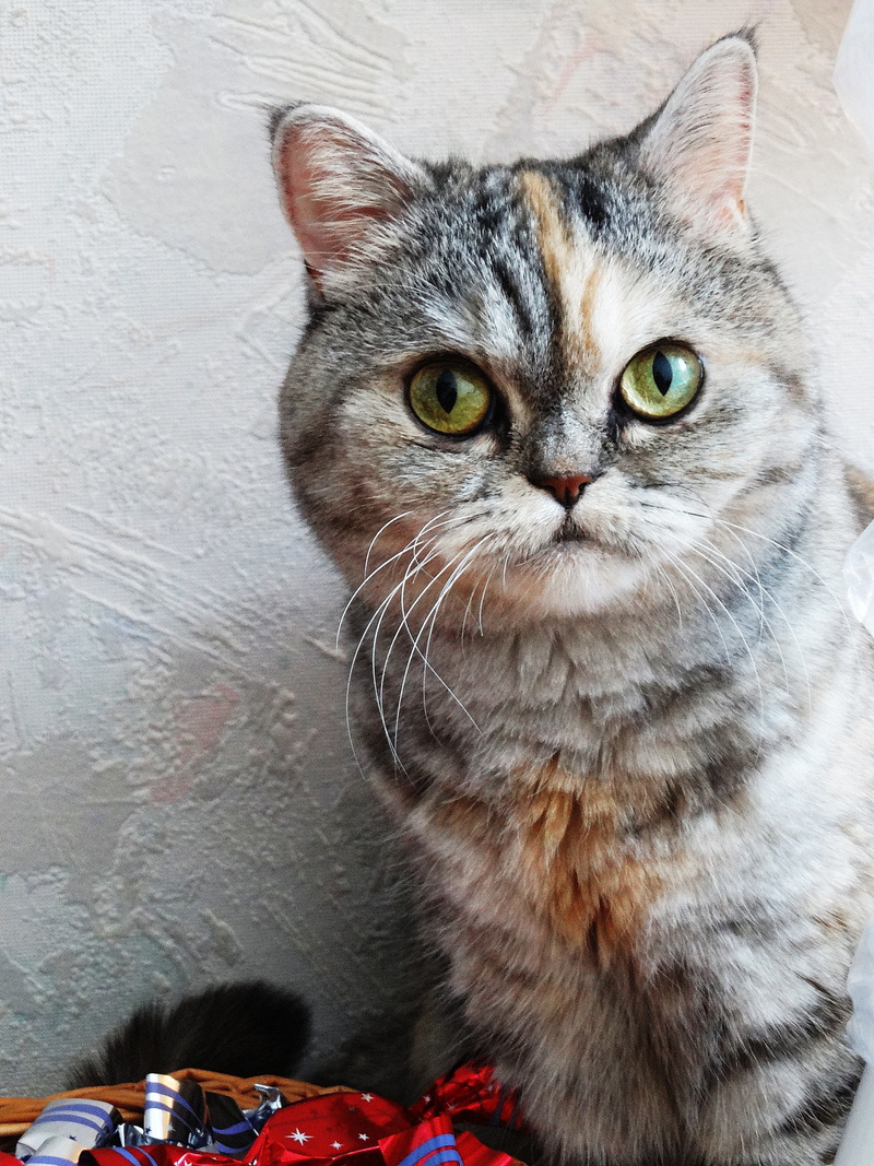 indoors, feline, pets, day, one animal, 5K, nearby, animal, portrait, kitten, mammal, cat, close-up, looking at camera, domestic cat, animal eye, domestic animals