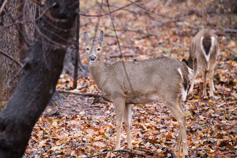 focus on foreground, tree trunk, no people, plant, standing, nearby, field, wildlife, one animal, gazelle, animal themes, animals in the wild, vertebrate