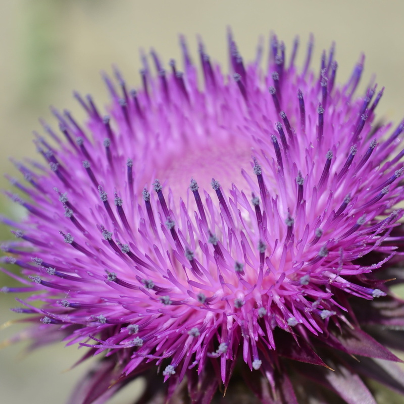 1080P, purple flower, fragility, thistle, growth, no people, purple, freshness, close-up, petal, vulnerability, plant, nature, flower, flowering plant
