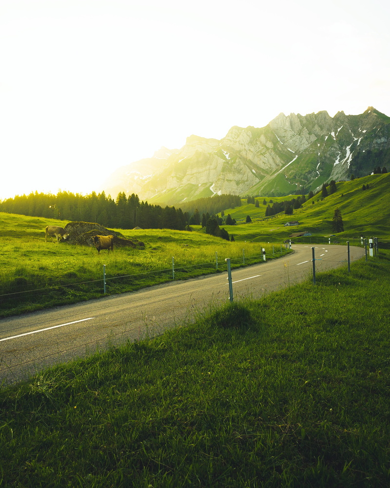 switzerland, cow, no people, green, landscape, swiss, plant, day, rural, tranquility, sunrise, environment, fog, orange, field, land, scenics - nature