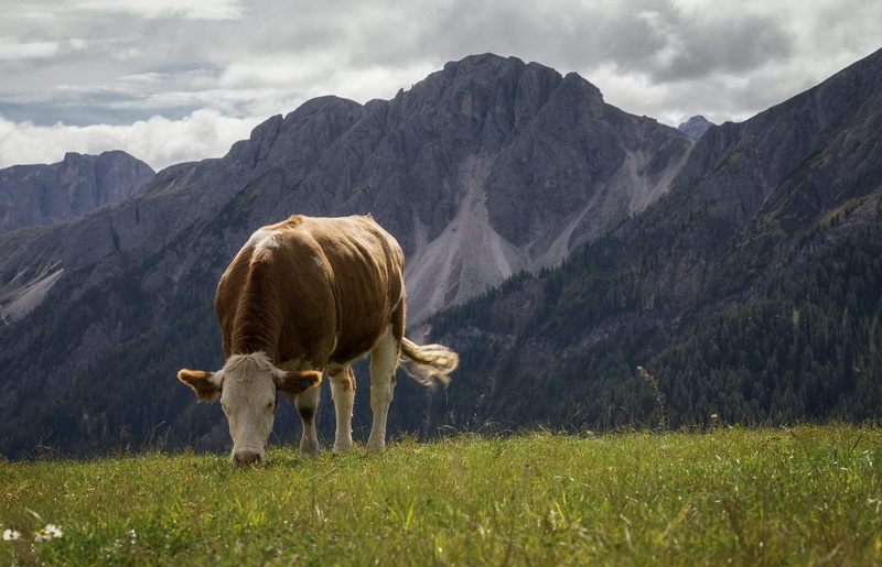 cloud - sky, pets, domestic animals, grass, mountain, farmland, green, vertebrate, farm, domestic, animal wildlife, field, brown, nature view