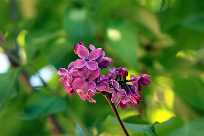 nearby, inflorescence, growth, selective focus, 5K, petal, plant part, close-up, color, macro, plant, pink color, purple, nature, outdoors, flower head