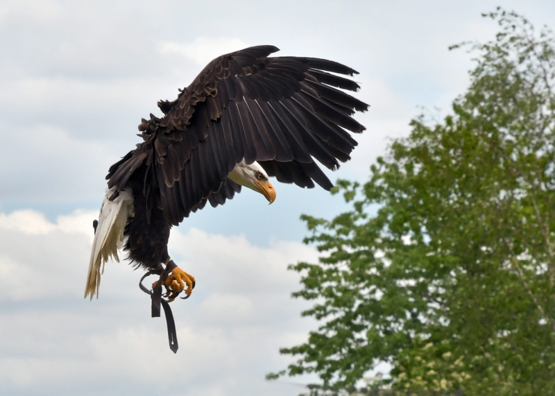 eagle - bird, low angle view, near, leafed, vertebrate, sky, green, animal themes, eagle, 4K, tree, flight, motion, animals in the wild, animal wing, bald