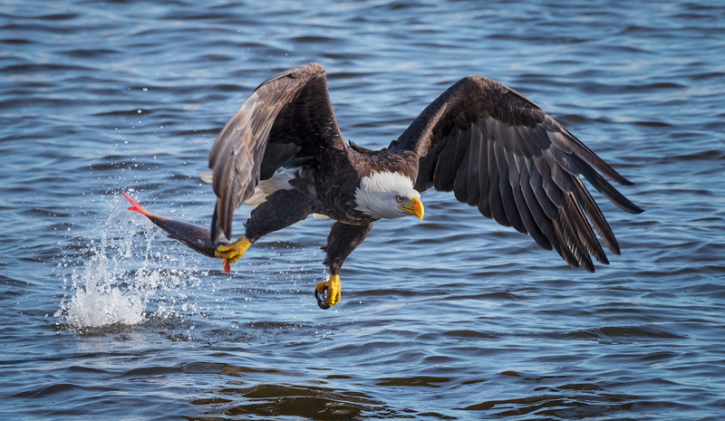 1080P, flight, catch, water, bald eagle, eagle, white - tailed eagle, fish, bird