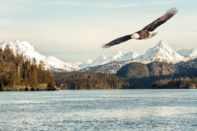 nature, scenics - nature, animal themes, water, vertebrate, 5K, lake, sky, animal, spread wings, sunlight, flight, winter, mountain, snow, beauty in nature