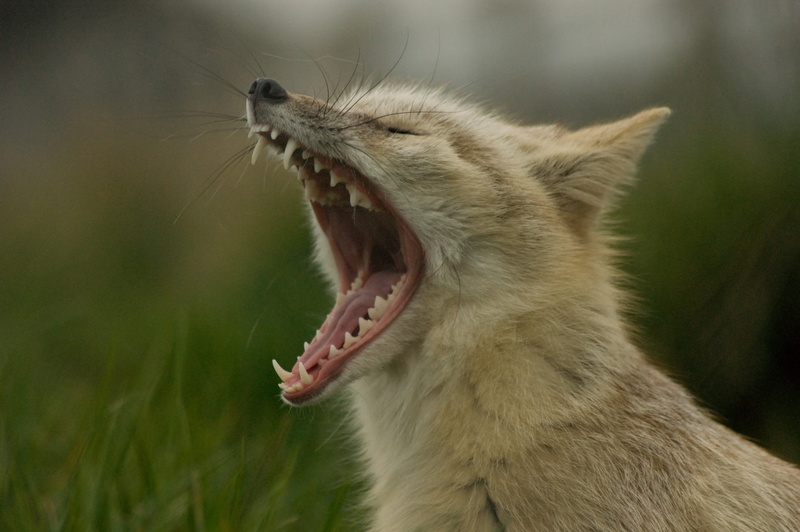 yawn, canine, A350, Hamerton Zoo, carnivore, Vulpes, Animal, mammal, selective, wildlife, photography, addiction, nature, small, sleep, alpha, corsac, fox