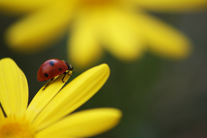 brink, leaf, plant, perched, Macro, beetle, close up, photo, animal, close-up, summer, bicho, flower, springtime, insect, Coccinelle, DSLR-A350, ladybug