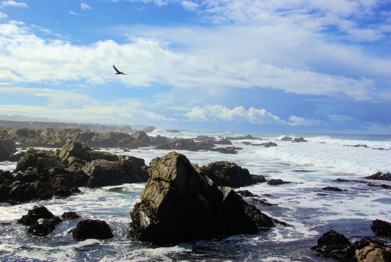 coast, scenic, beauty in nature, talahi, bird, coastal, cloud - sky, travel, scenery, shore, windy, tranquil, ocean, scenics - nature, fun, relax, tourist