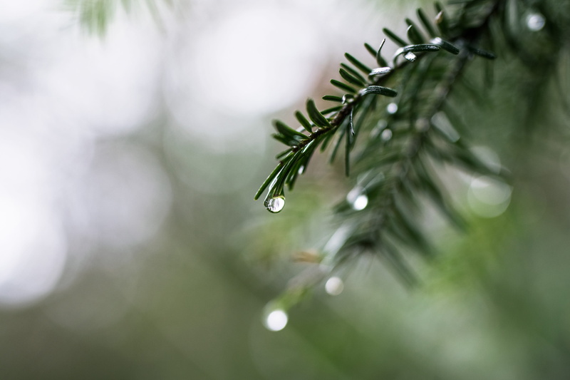leaves, photography, waterdrops, close-up, no people, light, drops, weather, branch, evergreen, leaf, plant, drop, selective, rain, pine tree, droplet