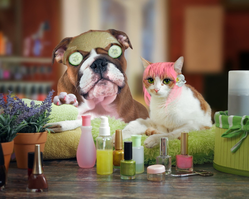 cosmetic, manicure, beauty will save the world, table, cat, dog, beauty, eyes, makeup, beauty treatments, pose, handsome, pair, scissors, cucumbers, fashionable and modern animals
