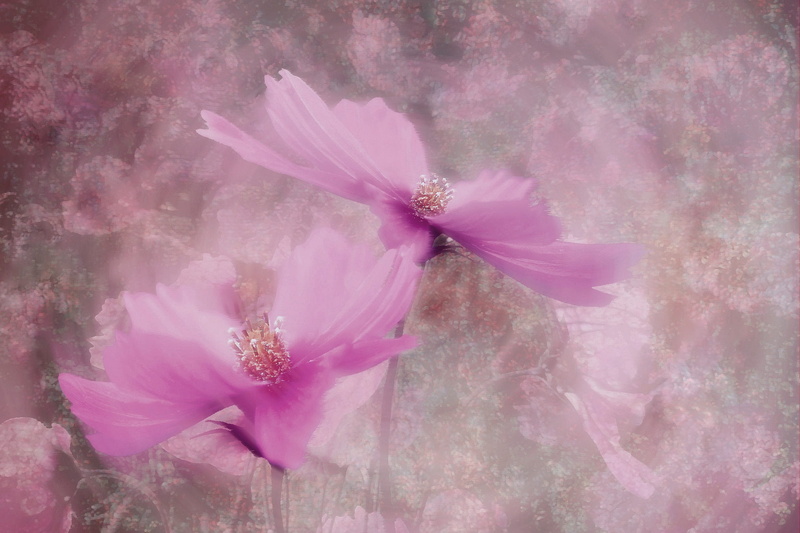 petal, close-up, springtime, flower head, pink, close, plant, macro, garden, beauty in nature, pink color, 1080P, freshness, textured effect, two, flower garden