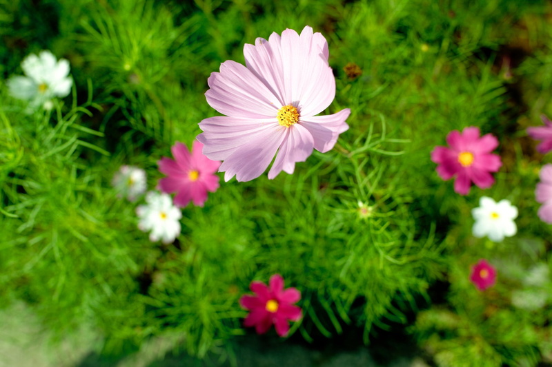 leaf, formal Garden, multi Colored, nature, plant, season, botany, vibrant Color, day, grass, close-up, freshness, pink Color, beauty In Nature, cosmea