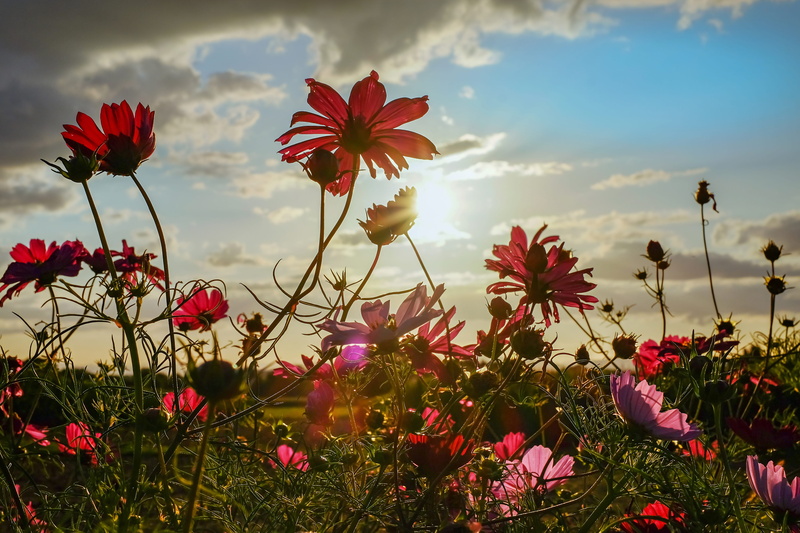 outdoors, ornamental flower, sky, selective, red, beauty in nature, flowers, field, land, focus, ornamental plant, asteraceae, bloom, photography, composites