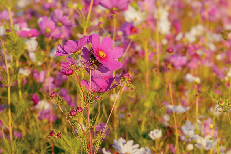 outdoors, ornamental flower, no people, cosmos, romantic, beauty in nature, flower, fragility, softness, vulnerability, bloom, composites, 4K, comsmos