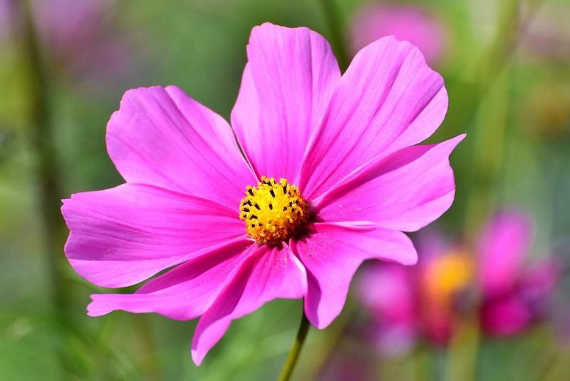 inflorescence, springtime, petal, growth, beauty in nature, pink color, nature, flowering plant, yellow, garden, flower garden, flower, focus on foreground