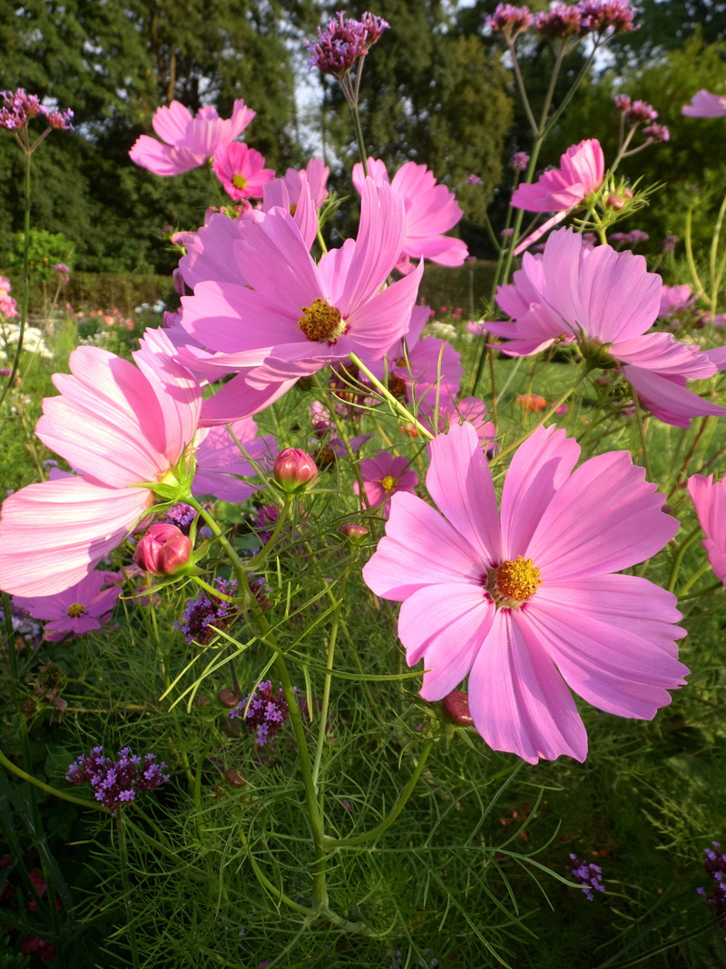 garden, growth, blossom, flower head, bloom, close-up, purple, plant, pink, day, freshness, outdoors, flower meadow, flowering plant, inflorescence, flowerbed