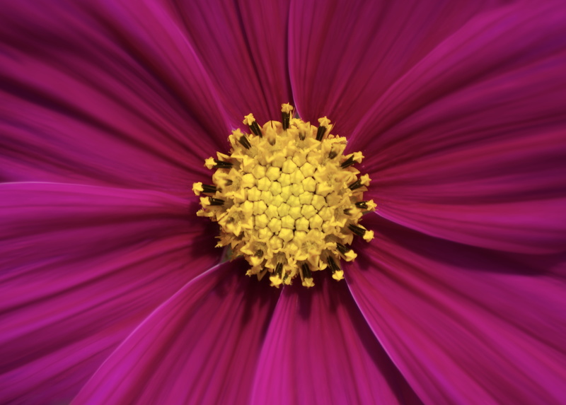 plant, garden, cosmea, fragility, inflorescence, color, flowering plant, backgrounds, purple, cosmos, freshness, growth, nature, gardencosmos