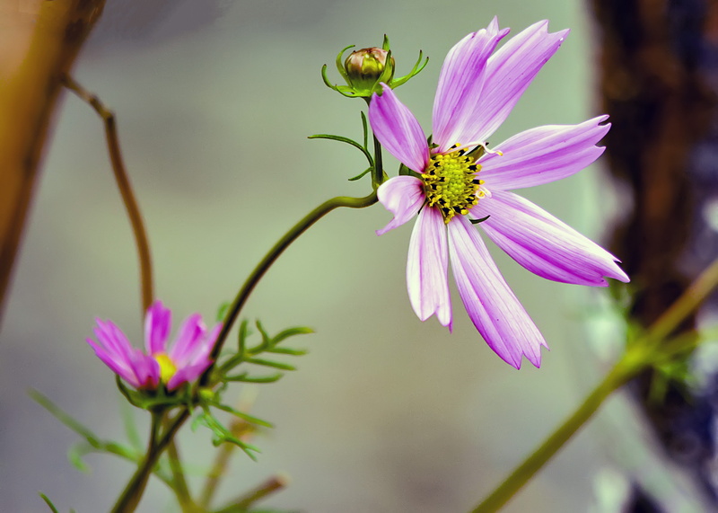 romantic, invertebrate, inflorescence, nature, insect, blossom, purple, flowering plant, schnittblume, bloom, cosmos, cosmea, animal, springtime, flower head
