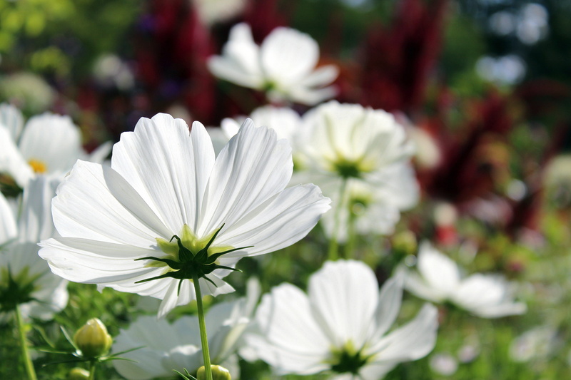 no people, freshness, ornamental plant, nature, vulnerability, white, focus on foreground, cosmea, softness, garden, close-up, botany, flower head, white color