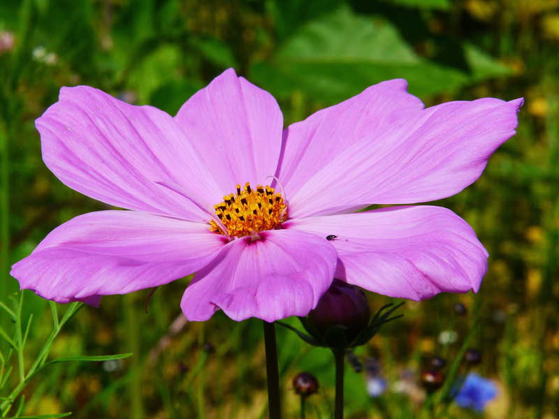 fragility, cosmos bipinnatus, petal, plant, invertebrate, freshness, pollen, outdoors, animal themes, close-up, focus on foreground, cosmos, cosmea, 4K