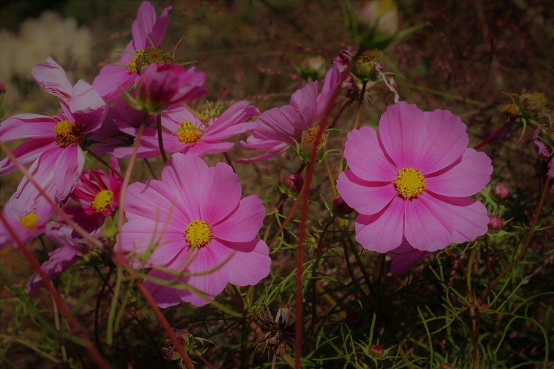 garden, cosmos, flower meadow, growth, land, purple, schmuckblume, no people, flower head, vulnerability, nature, flowering plant, pink, kosmee, close-up