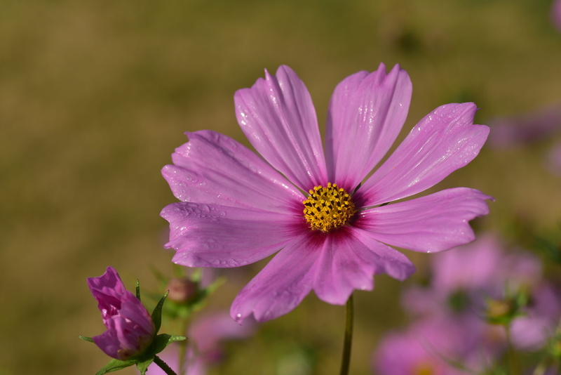 no people, petal, wet, flora, flower, freshness, outdoors, blossom, summer, close up, garden, raindrop, focus on foreground, nature, vulnerability, dew