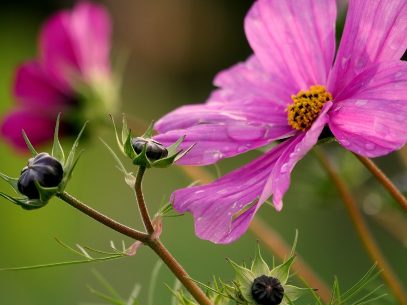 animal, summer, focus on foreground, autumn, inflorescence, freshness, invertebrate, animal wildlife, fragility, blossom, bud, garden, beauty in nature