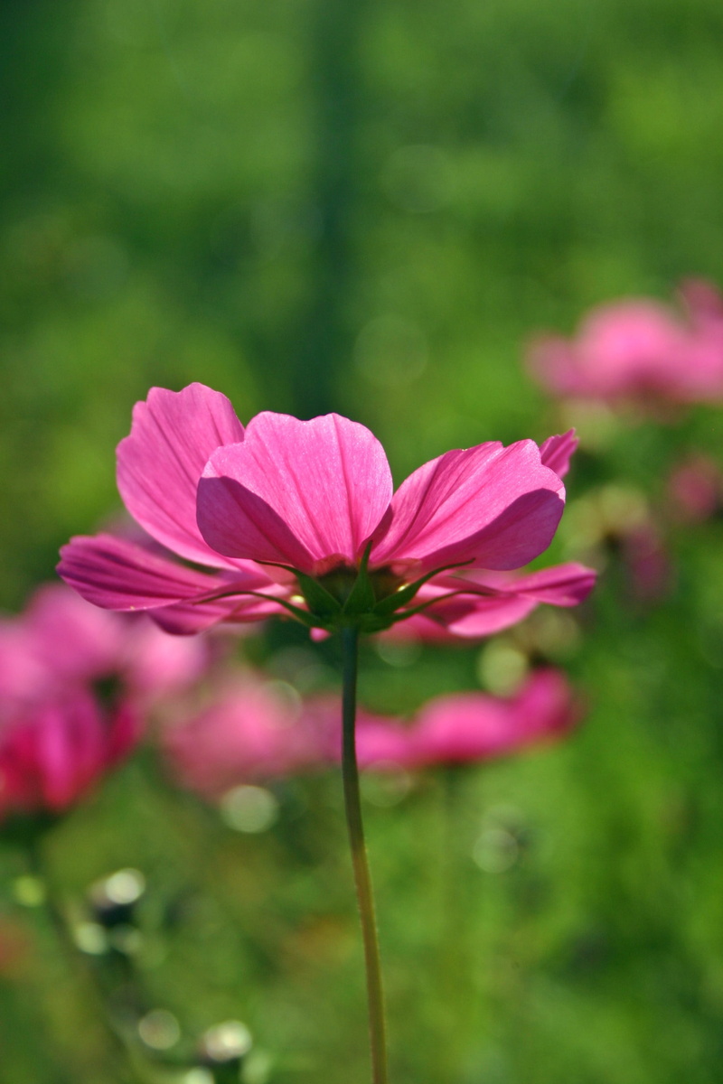 translucent, composites, flower meadow, garden, light purple, ornamental flower, outdoors, kosmee, selective focus, growth, flowering plant, no people