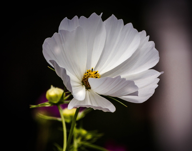 animal, freshness, white flower, 4K, flowering plant, bloom, close-up, flower head, no people, animal wildlife, growth, animal themes, polaris, perennial wildflower
