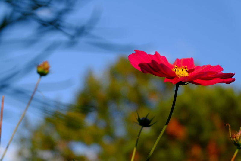 close-up, inflorescence, nature, flower, cosmea, blossom, day, low angle view, growth, plant, bloom, pasture, fragility, focus on foreground, flower head